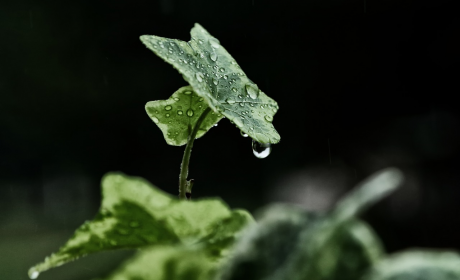 清明时节古诗赏析及诗句，清明时节古诗赏析与精选诗句