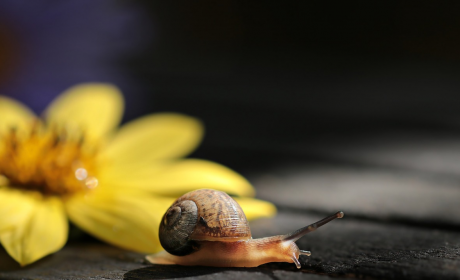 重阳节古诗词，重阳节诗词鉴赏