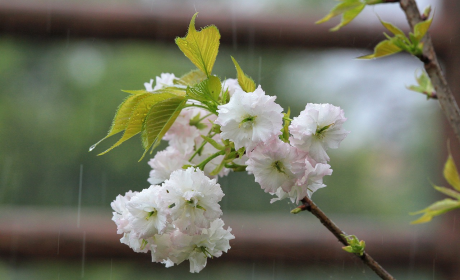 描写春雨的诗句精选好句202句，春雨润物细无声