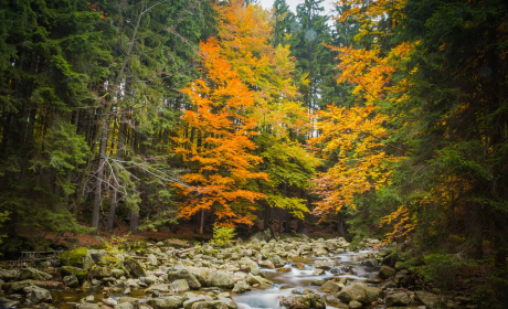 赞美黄山的诗句，黄山巍峨入云端，奇峰异石赞歌传