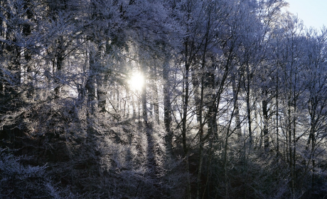 描写下雪时心情优美句子，雪落无声，心灵沐浴在洁白的宁静中