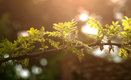 描写夏天的古诗词，《夏日古诗韵，风雅颂流年》