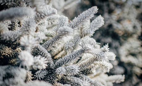 大雪节气祝福句子，大雪纷飞 祝福暖心头