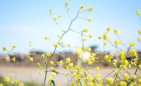 桂花诗句经典，《桂香月下：古诗中的桂花之美》