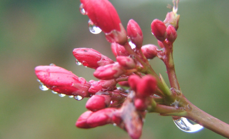 关于丁香花的诗句有哪些，丁香花的诗意与美