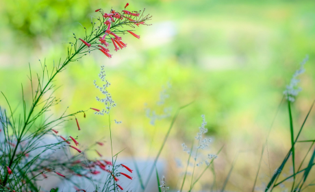 春节诗句，春节诗意盎然情