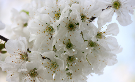 关于昙花一现发朋友圈的说说句子，昙花一现，美丽瞬间的朋友圈感悟